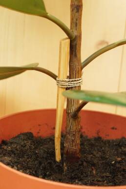 Tuteur pour plante brosse à dents en bambou